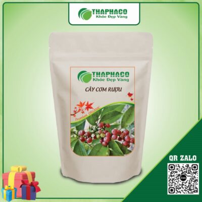 Cây Cơm Rượu Giúp Cải Thiện Hệ Tiêu Hóa