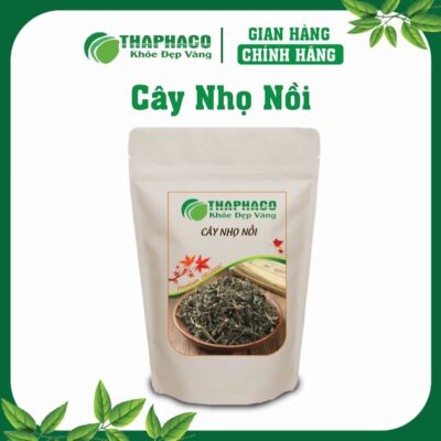 Cây Nhọ Nồi/Cỏ Mực Là Gì? Nguồn Gốc và Đặc Điểm Nhận Biết