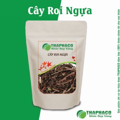 Bài thuốc sắc Cây Roi Ngựa trị bệnh