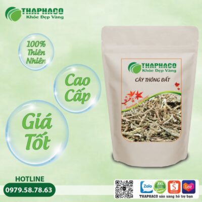 Lưu ý quan trọng khi dùng Cây Thông Đất