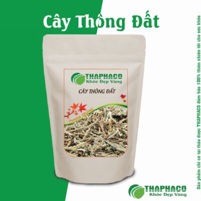 Bài thuốc dân gian với Cây Thông Đất