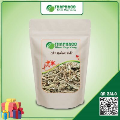 Cây Thông Đất hỗ trợ cải thiện trí nhớ và bệnh Alzheimer