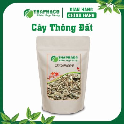 Cây Thông Đất là gì? Nguồn gốc và đặc điểm nhận dạng