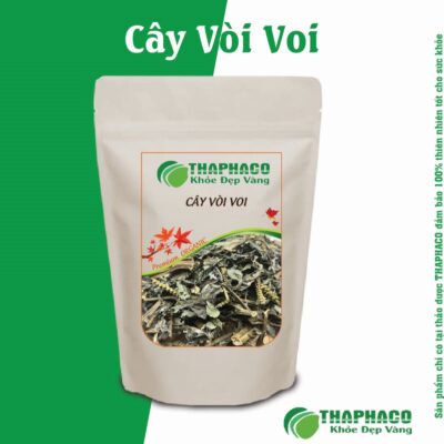 Bài thuốc sắc cây vòi voi uống cho xương khớp