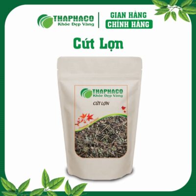Cứt Lợn (Cây Cỏ Hôi) là gì? Đặc điểm và Nguồn gốc