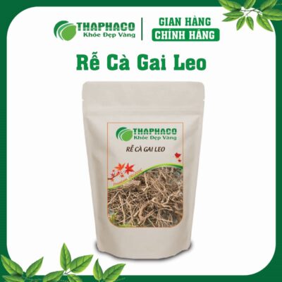 Rễ Cà Gai Leo Là Gì? Nguồn Gốc và Đặc Điểm Nhận Biết