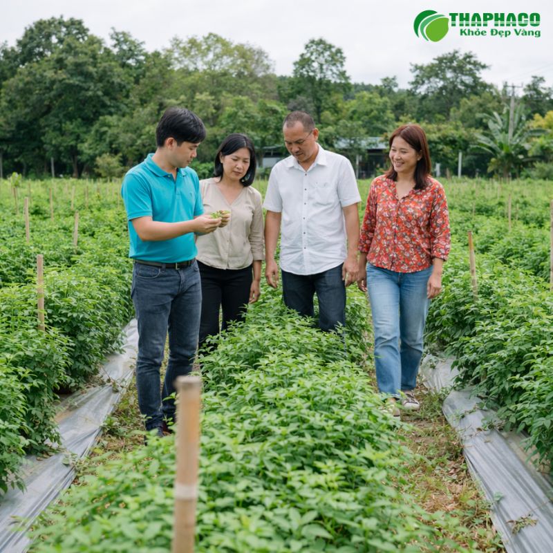 Thaphaco cung cấp các sản phẩm dược liệu SẠCH, NGUYÊN CHẤT