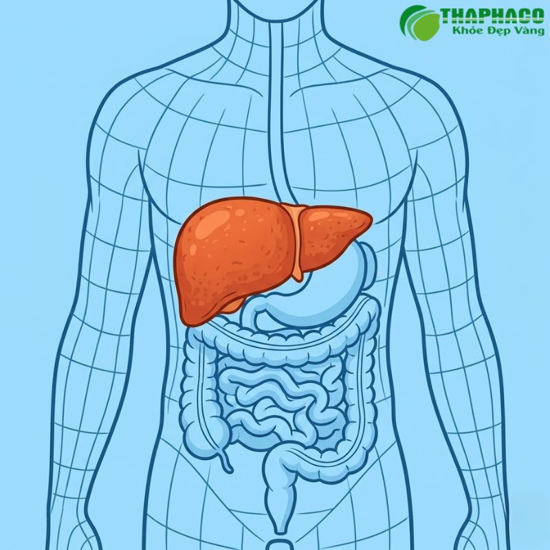 Thaphaco mang đến giải pháp hỗ trợ gan từ dược liệu thiên nhiên