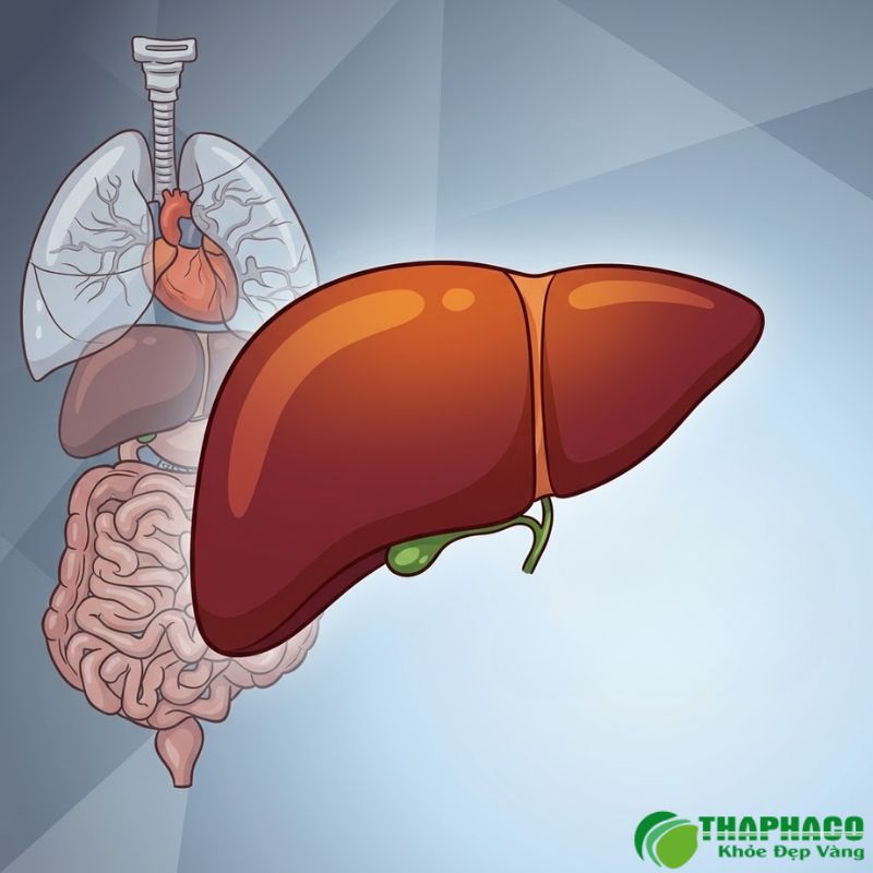 Thaphaco cam kết cung cấp dược liệu 'Sạch, Nguyên chất, Hiệu quả