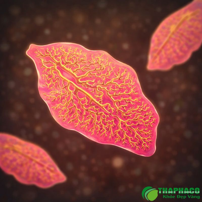 nhiễm sán lá gan là gì