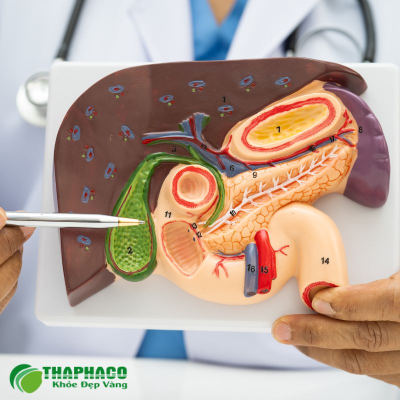 Mức độ nguy hiểm của polyp túi mật phụ thuộc vào kích thước và loại polyp