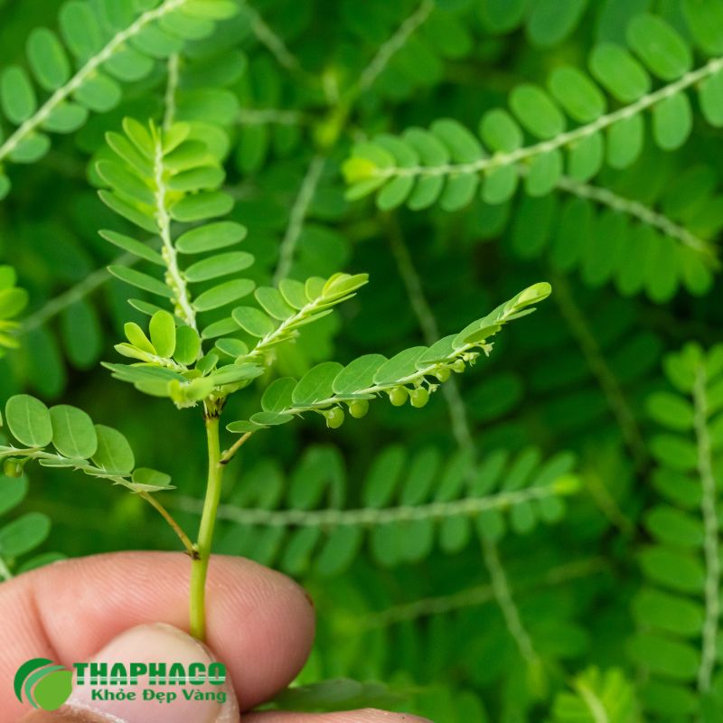 Thaphaco cam kết mang đến dược liệu sạch, nguyên chất, hỗ trợ sức khỏe gan mật