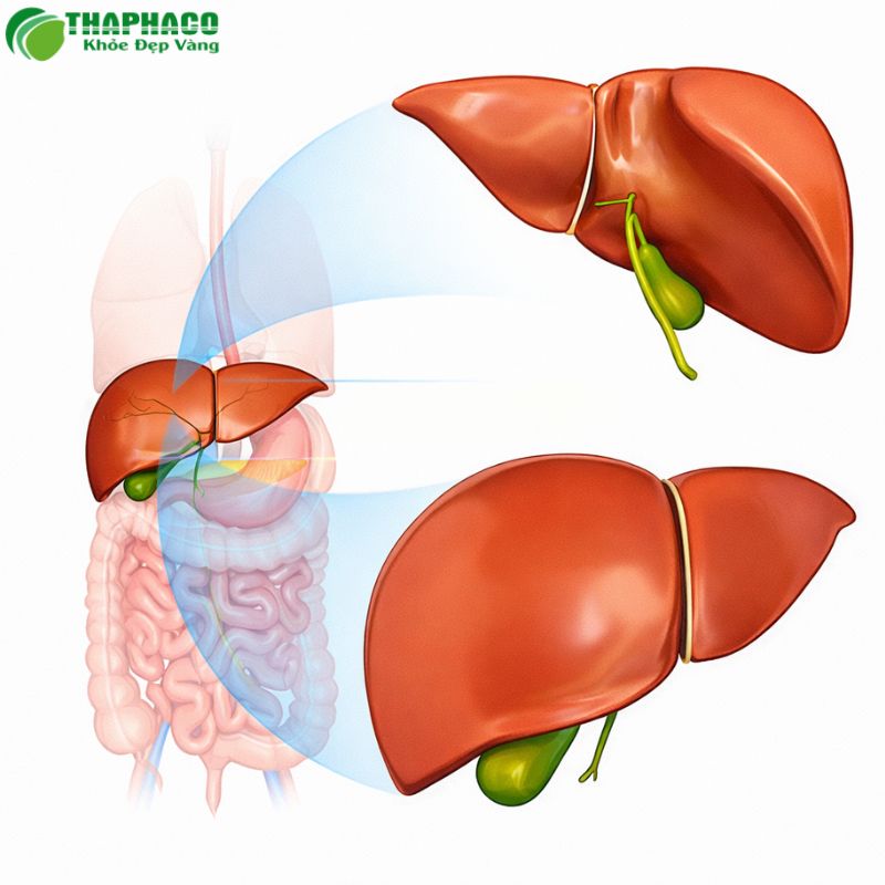 Tác động của rối loạn bilirubin đến gan và các cơ quan khác