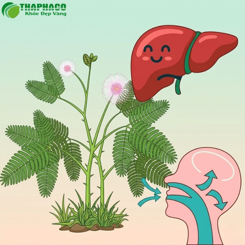 Thaphaco cung cấp giải pháp dược liệu sạch, nguyên chất hỗ trợ sức khỏe gan