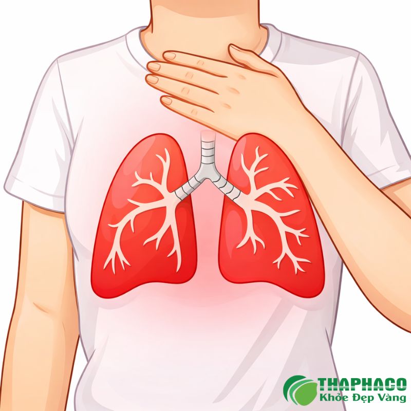 Thaphaco - Địa Chỉ Cung Cấp Dược Liệu Sạch, Nguyên Chất Hỗ Trợ Tràn Dịch Màng Phổi Uy Tín