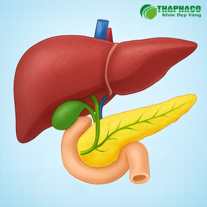 ứ mật ngoài gan là gì