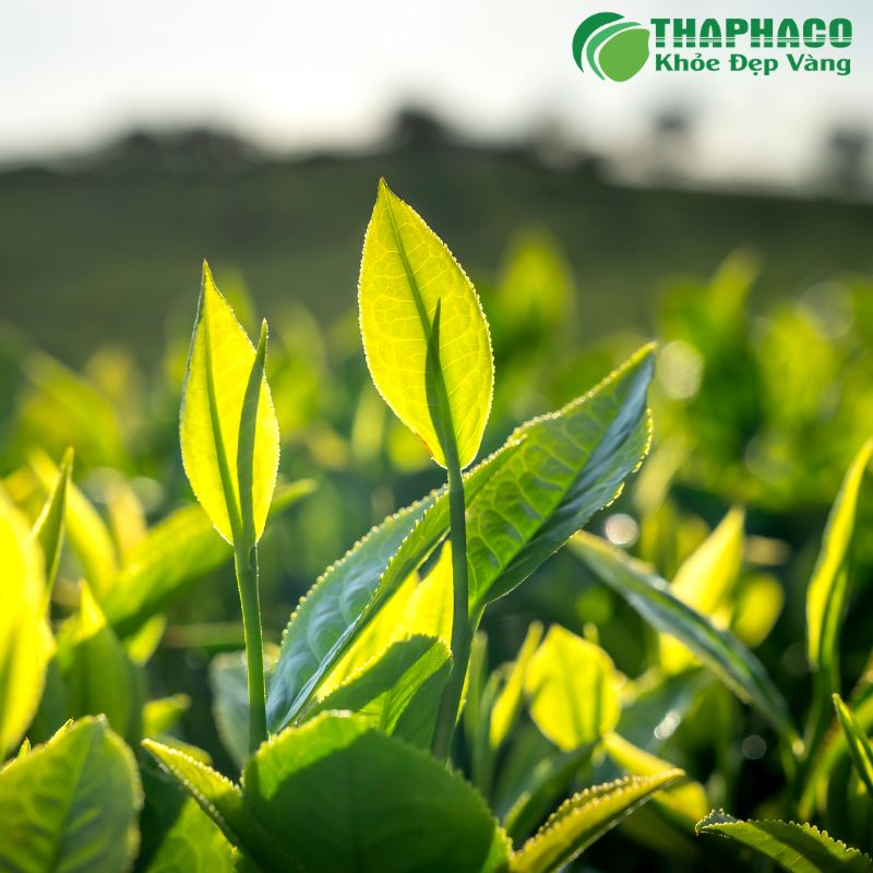 Thaphaco cung cấp dược liệu sạch, nguyên chất, hiệu quả hỗ trợ sức khoẻ toàn diện