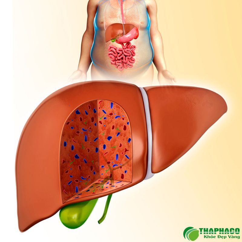 Thaphaco cam kết mang đến những giải pháp hỗ trợ gan an toàn, hiệu quả