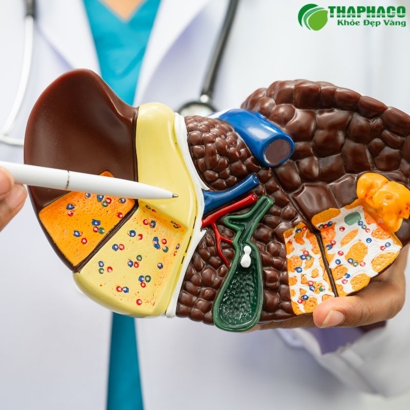 Thaphaco tự hào là đơn vị tiên phong cung cấp dược liệu "sạch, nguyên chất