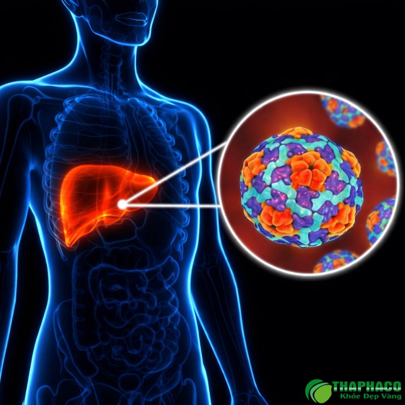 Virus viêm gan A lây chủ yếu qua đường phân-miệng do ăn uống thực phẩm