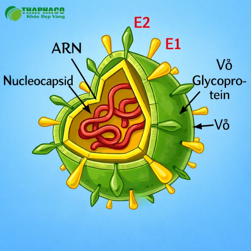 Viêm gan virus C là bệnh nhiễm trùng gan do virus HCV gây ra