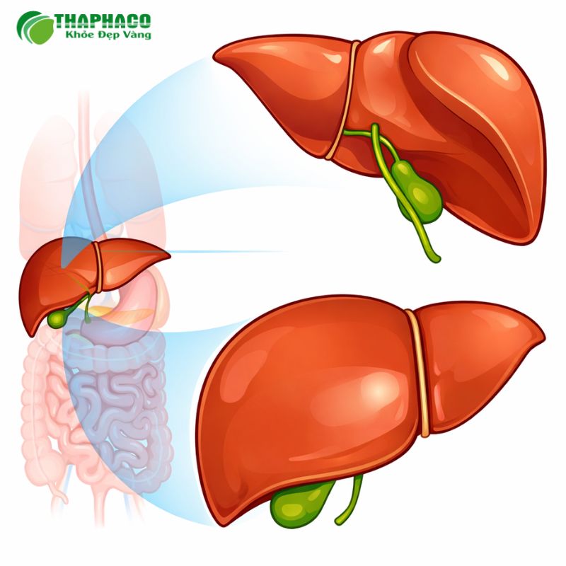 RNA đặc biệt chỉ có thể tồn tại và gây bệnh khi có virus viêm gan B (HBV)