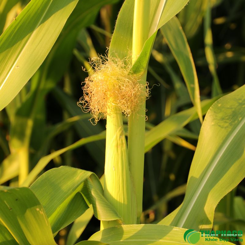 Thaphaco cam kết mang đến dược liệu sạch, nguyên chất, không hóa chất