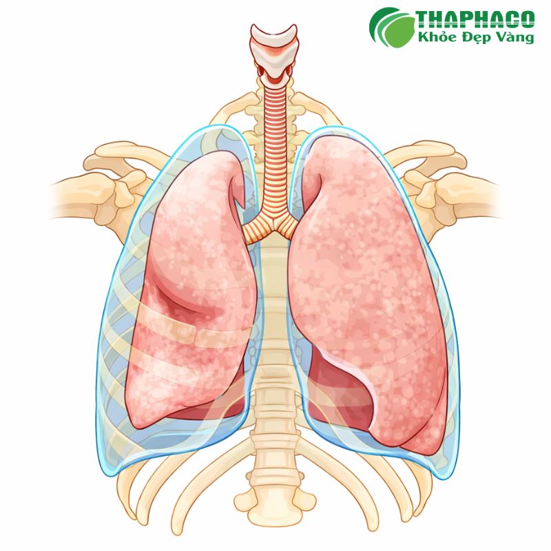 tràn khí màn phổi là bệnh gì