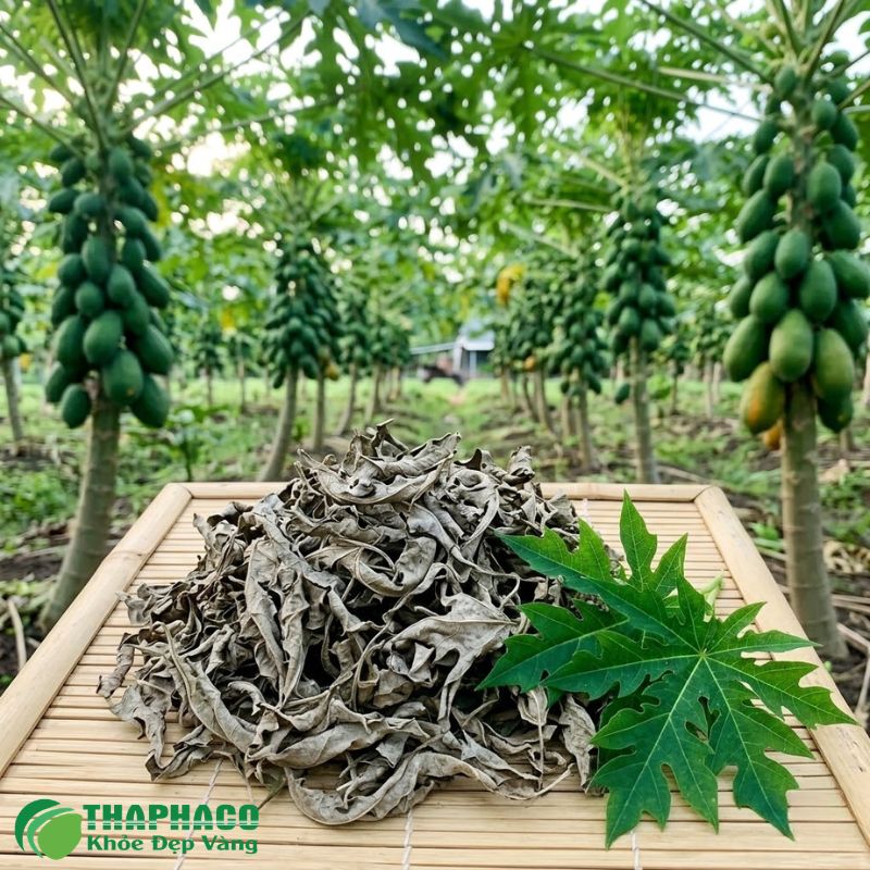 Lá Đu Đủ Hỗ Trợ Tăng Tiểu Cầu Trong Bệnh Sốt Xuất Huyết