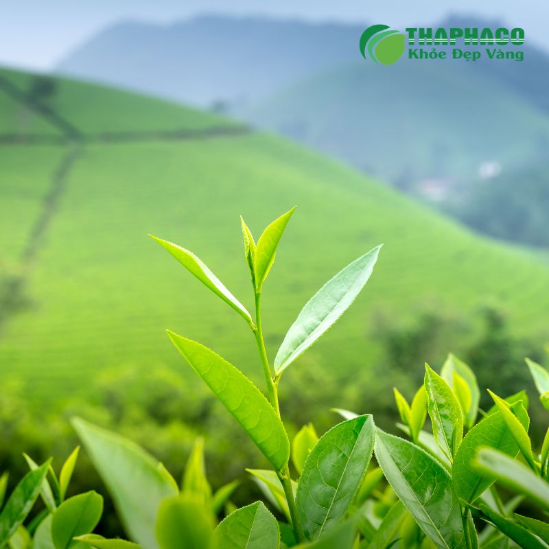 Thaphaco là lựa chọn hàng đầu cho dược liệu trị ho khan
