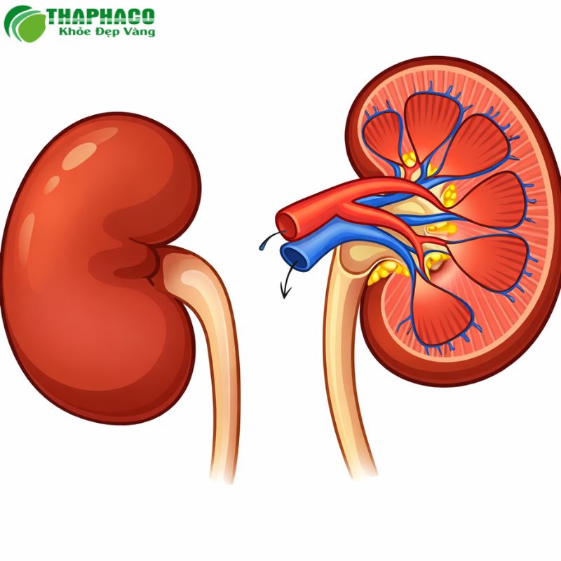 Hội chứng gan thận được chia thành hai loại chính type 1 và type 2