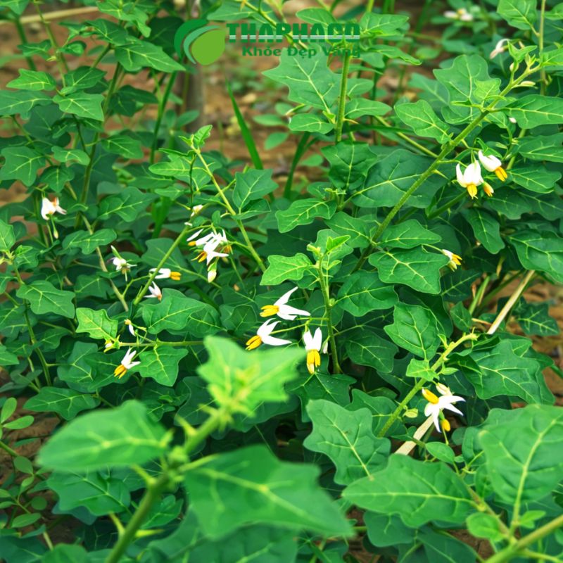 Dược Liệu Sạch, Nguyên Chất, Hiệu Quả Cho Sức Khỏe Gan Tại Thaphaco