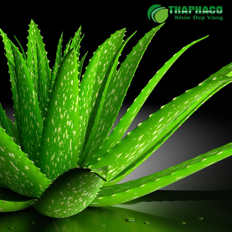 Giải pháp hỗ trợ từ dược liệu sạch, nguyên chất Thaphaco