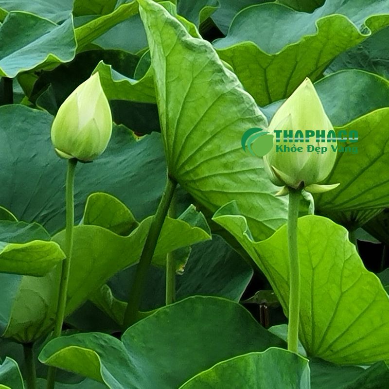 Thaphacco cam kết nguồn gốc dược liệu rõ ràng, quy trình kiểm định nghiêm ngặt