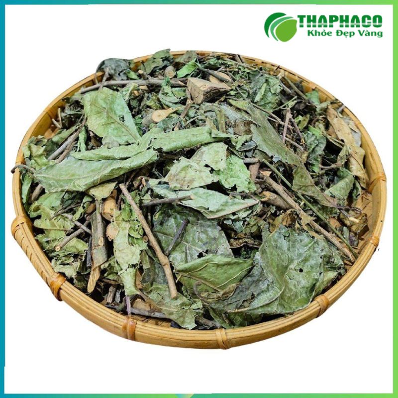 Xạ đen là dược liệu quý được biết đến với khả năng hỗ trợ điều trị u bướu