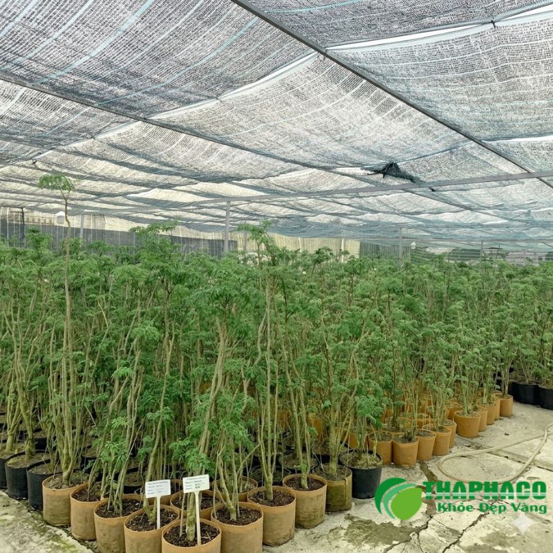Minh bạch và tuân thủ pháp luật là nền tảng của Thaphaco
