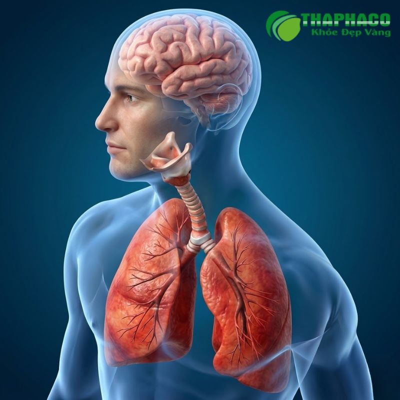 Virus đường hô hấp có thể gây tổn thương nghiêm trọng đến các cơ quan hô hấp