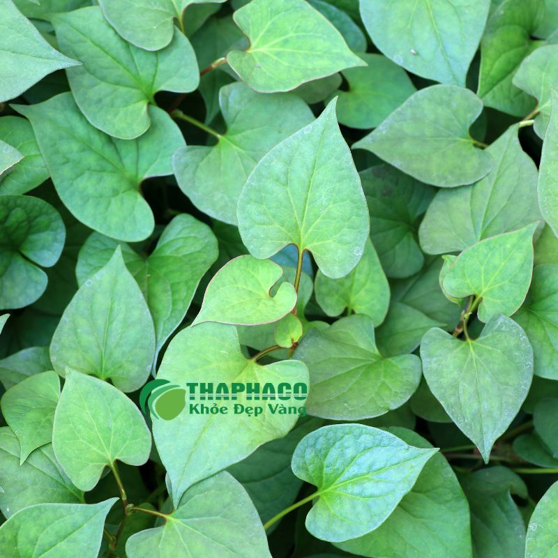 Giải Pháp Hỗ Trợ Sức Khỏe Phổi Từ Dược Liệu Sạch, Nguyên Chất Thaphaco