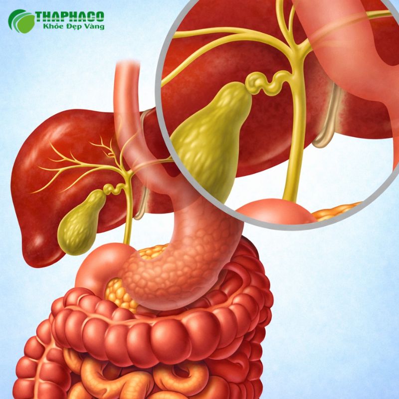 Nguyên Nhân Gây Rối Loạn Bài Tiết Mật Phổ Biến