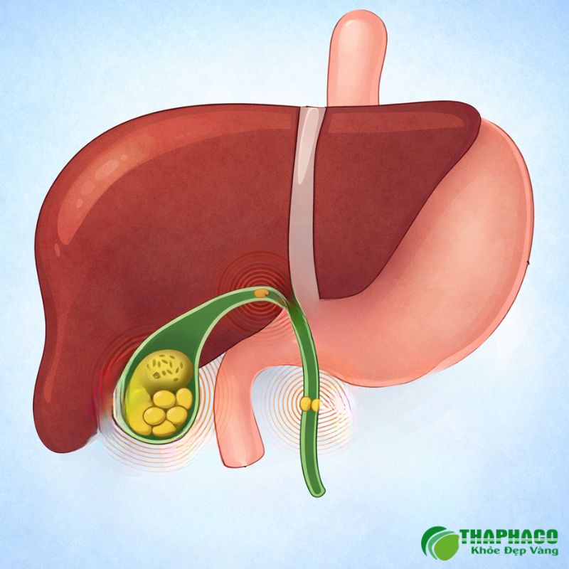 Hỗ Trợ Điều Trị và Phòng Ngừa Từ Dược Liệu Thiên Nhiên Sạch, Nguyên Chất Của Thaphaco