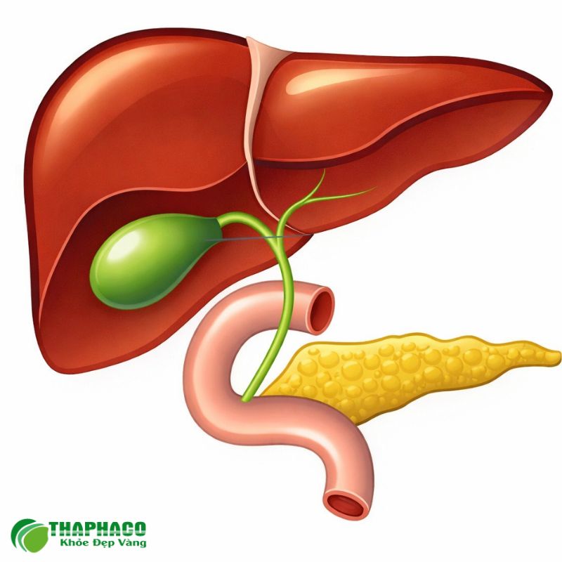 Biến Chứng Nguy Hiểm Nếu Không Điều Trị Rối Loạn Bài Tiết Mật