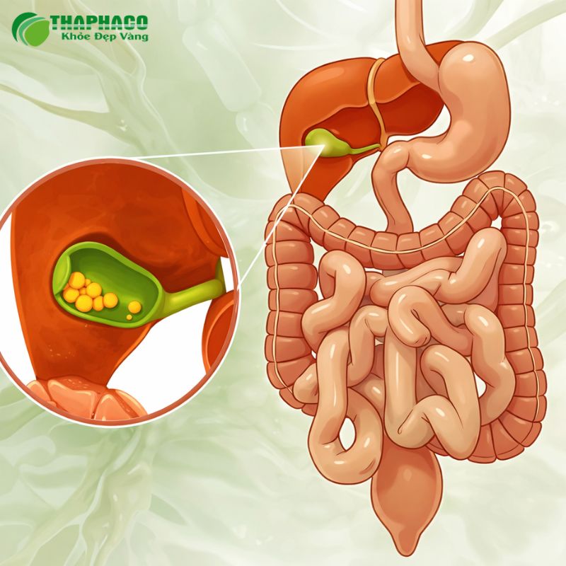 Thaphaco nơi cung cấp dược liệu hỗ trợ phòng ngừa rối loạn bài tiết mật