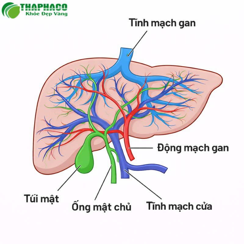 Phòng Ngừa Và Hỗ Trợ Điều Trị Tăng Áp Lực Tĩnh Mạch Cửa Bằng Dược Liệu Tự Nhiên