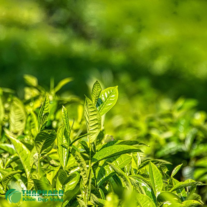 Dược liệu Thaphaco sạch, 100% nguyên chất hỗ trợ bảo vệ sức khoẻ hiệu quả 
