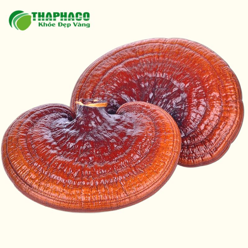 Giảo cổ lam, Tam thất, Nấm Linh chi, Đan sâm có tiềm năng hỗ trợ sức khỏe tim mạc