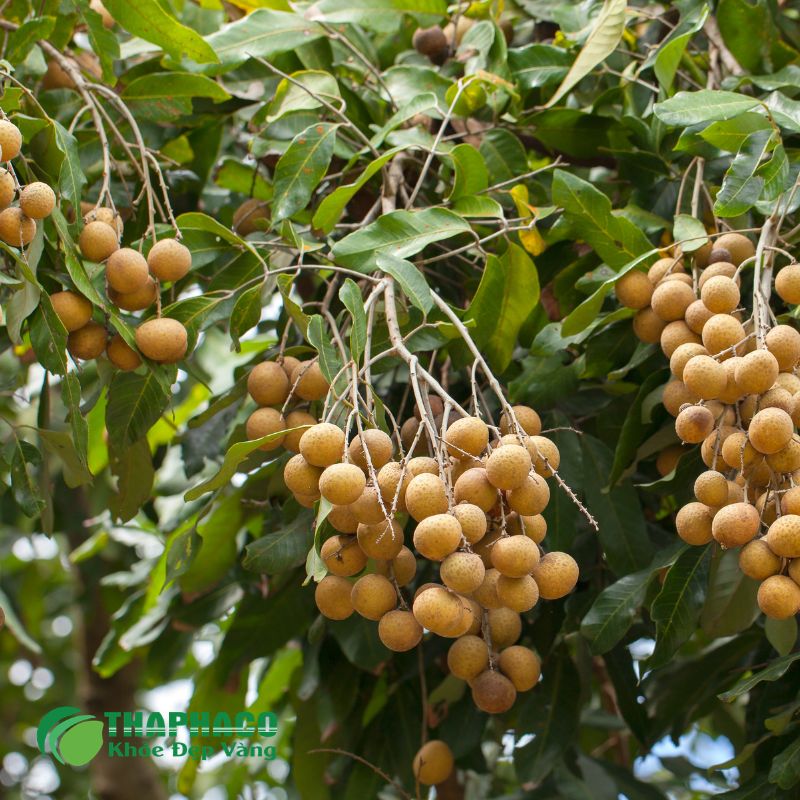 Thaphaco – Giải Pháp Dược Liệu Sạch, Nguyên Chất Hỗ Trợ Bổ Máu Hiệu Quả