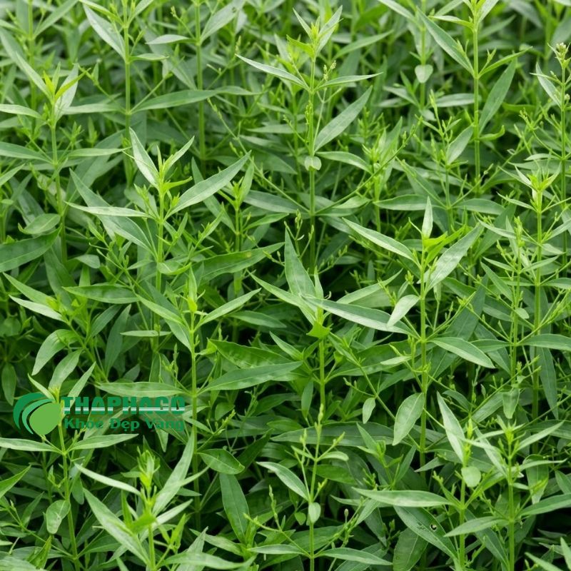 Thaphaco Là Địa Chỉ Cung Cấp Dược Liệu Hỗ Trợ Hô Hấp Hiệu Quả