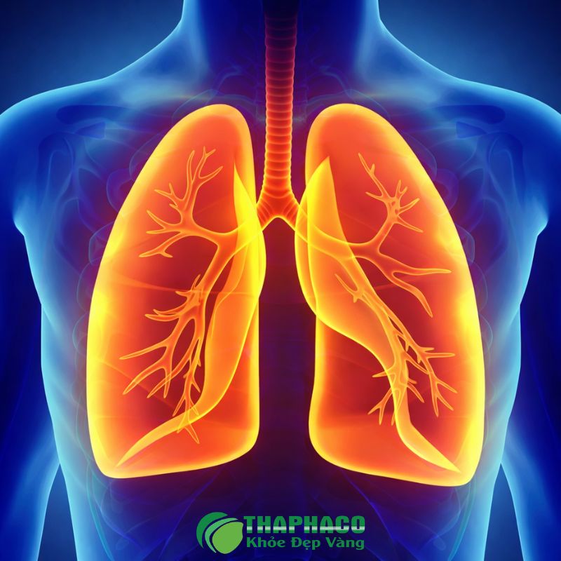 Dược liệu tự nhiên của Thaphaco có thể hỗ trợ tăng cường sức đề kháng phổi