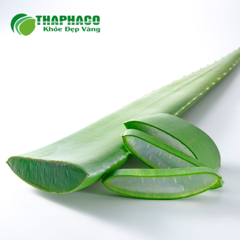 Nha đam làm dịu niêm mạc thực quản bị kích ứng, giảm viêm và thúc đẩy quá trình lành vết thương