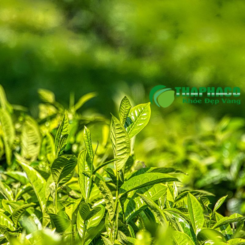 Thaphaco đảm bảo chất lượng 'Sạch - Nguyên Chất - Hiệu Quả' trong từng sản phẩm 